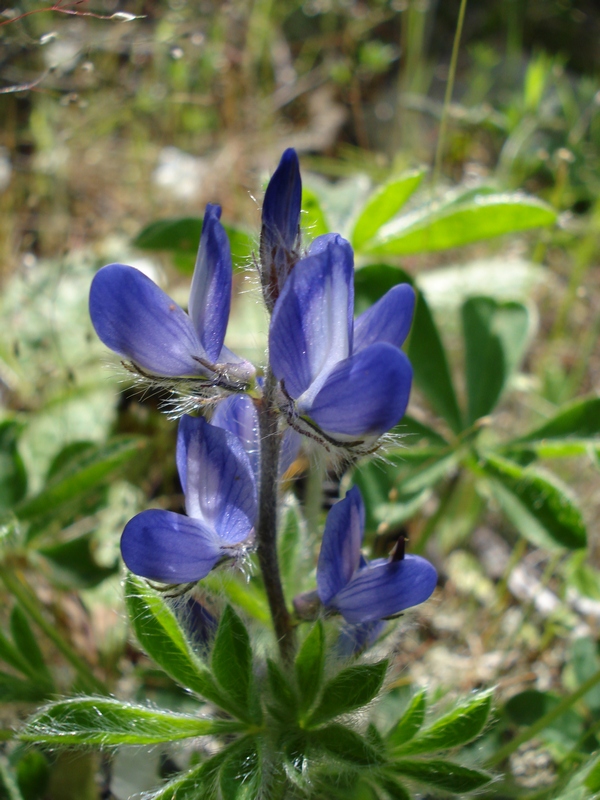 Lupinus micranthus Guss.- Lupino irsuto
